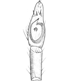 species