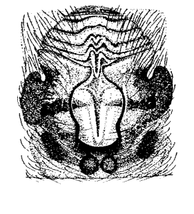speciesimage
