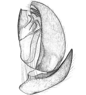species