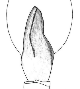 species