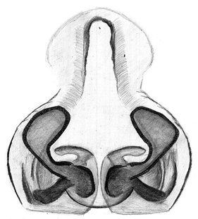 speciesimage