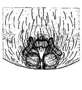 speciesimage