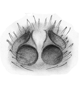 speciesimage