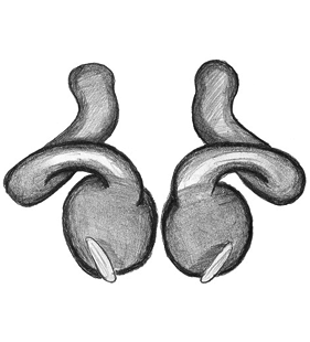 speciesimage