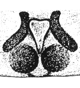 speciesimage