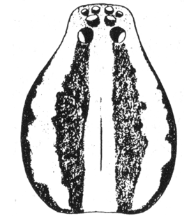 speciesimage