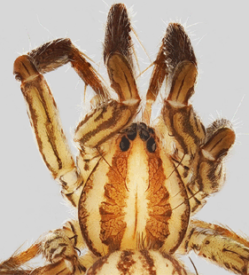 speciesimage