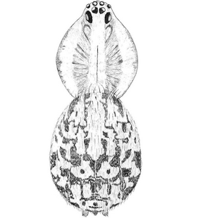 speciesimage