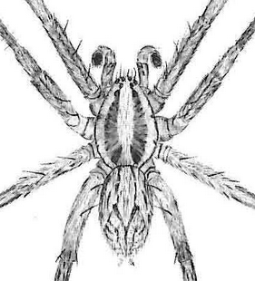speciesimage