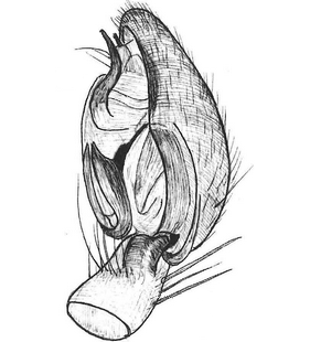 speciesimage