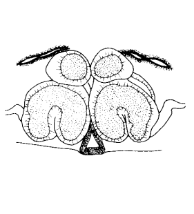 speciesimage