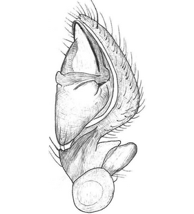 species