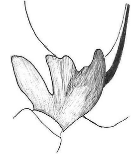species