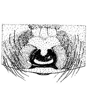 speciesimage