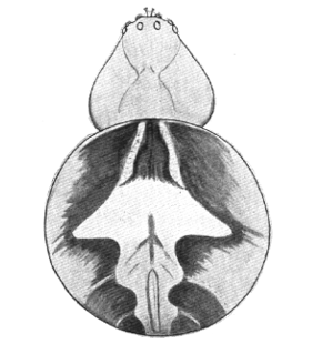 speciesimage