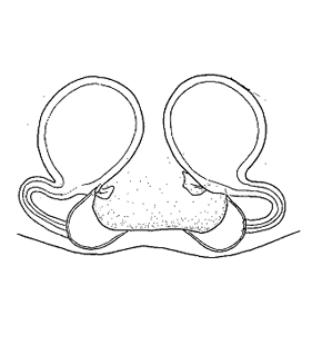 speciesimage