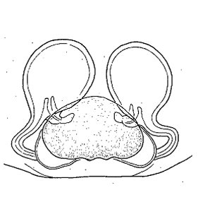 speciesimage