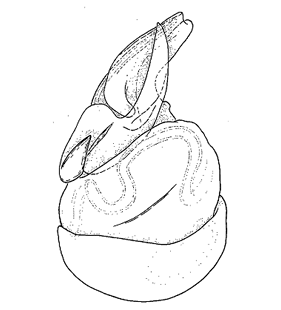 speciesimage
