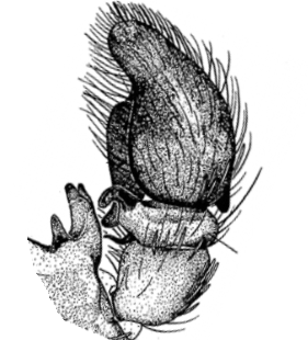 speciesimage