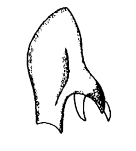 speciesimage