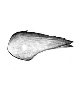 speciesimage