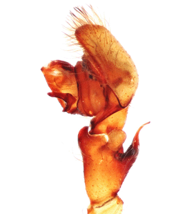 species
