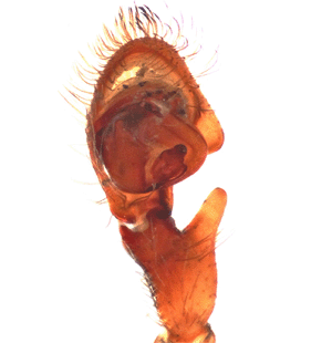 species