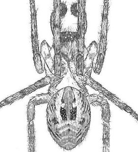 species