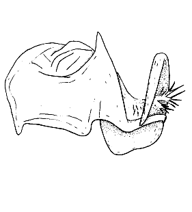 speciesimage