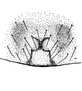 speciesimage