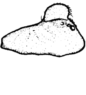 speciesimage