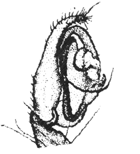speciesimage