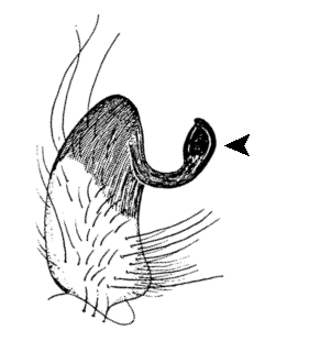 speciesimage