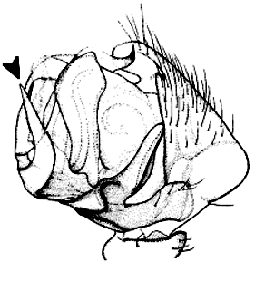 speciesimage