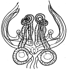 speciesimage