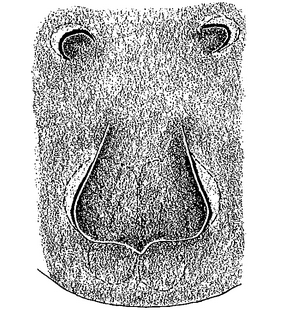 species