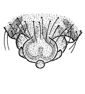 speciesimage
