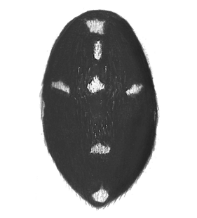 speciesimage