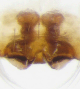 speciesimage