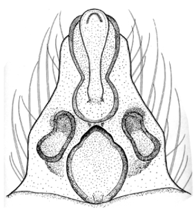 speciesimage