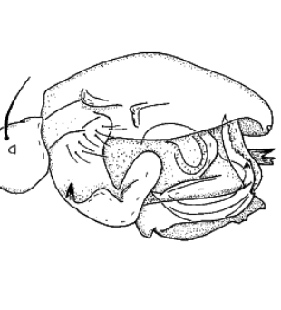 speciesimage