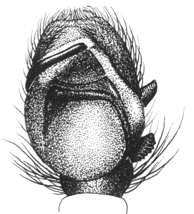 speciesimage