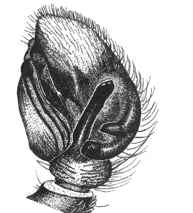 speciesimage