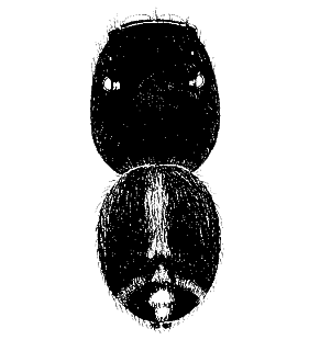 speciesimage