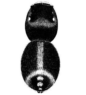 speciesimage