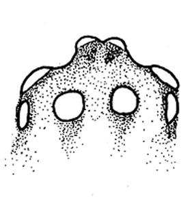 speciesimage