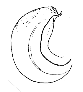 speciesimage