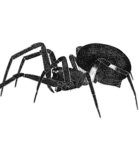 speciesimage