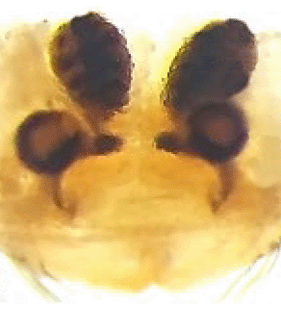 species