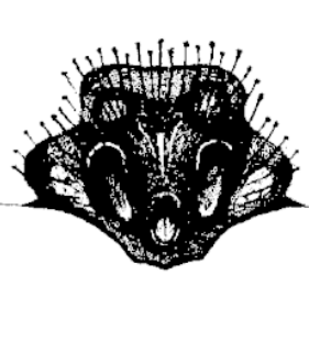 speciesimage